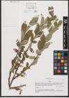 Foto von Salix L.